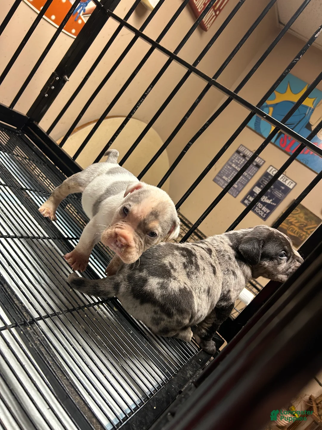 American Bully dogs for sale: American Bully Puppy 4 - Ad 1