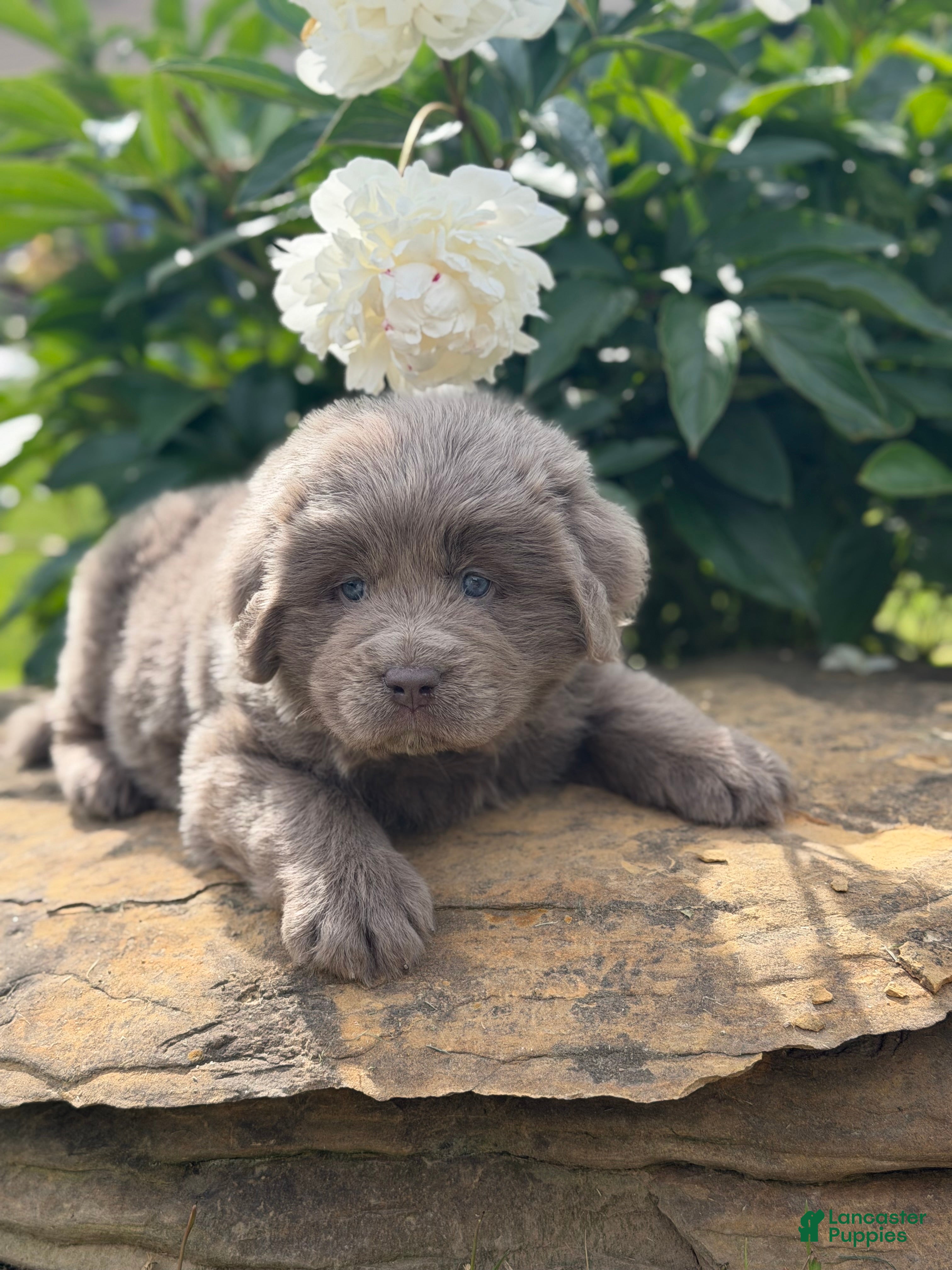 Newfoundland dogs Phoenix DNA clear OFA - Ad 1