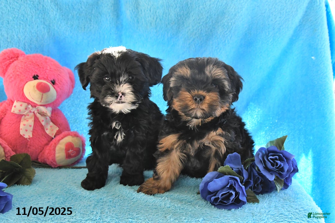 Yorkiepoo dogs for sale: Patches - Ad 3