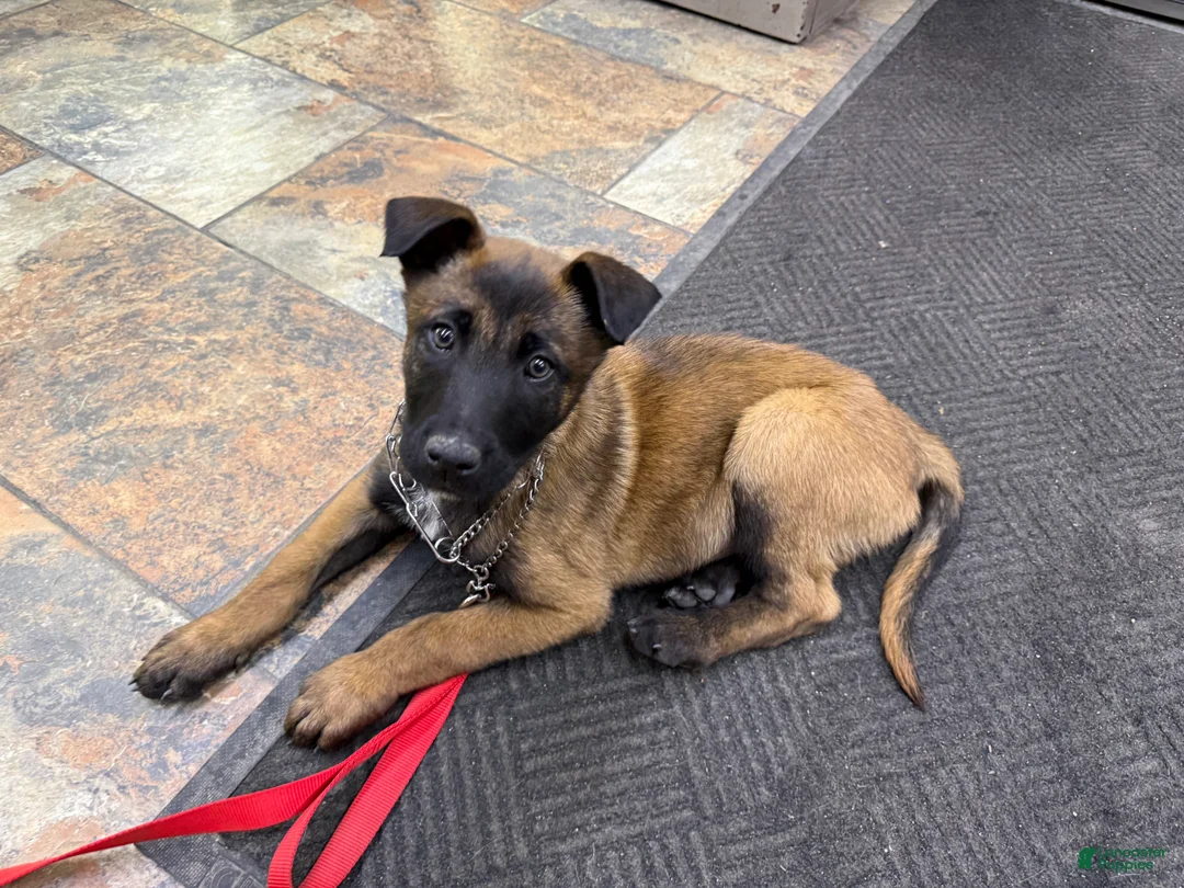 Belgian Shepherd Dog dogs for sale: Belgian Shepherd Dog Puppy 1 - Ad 3