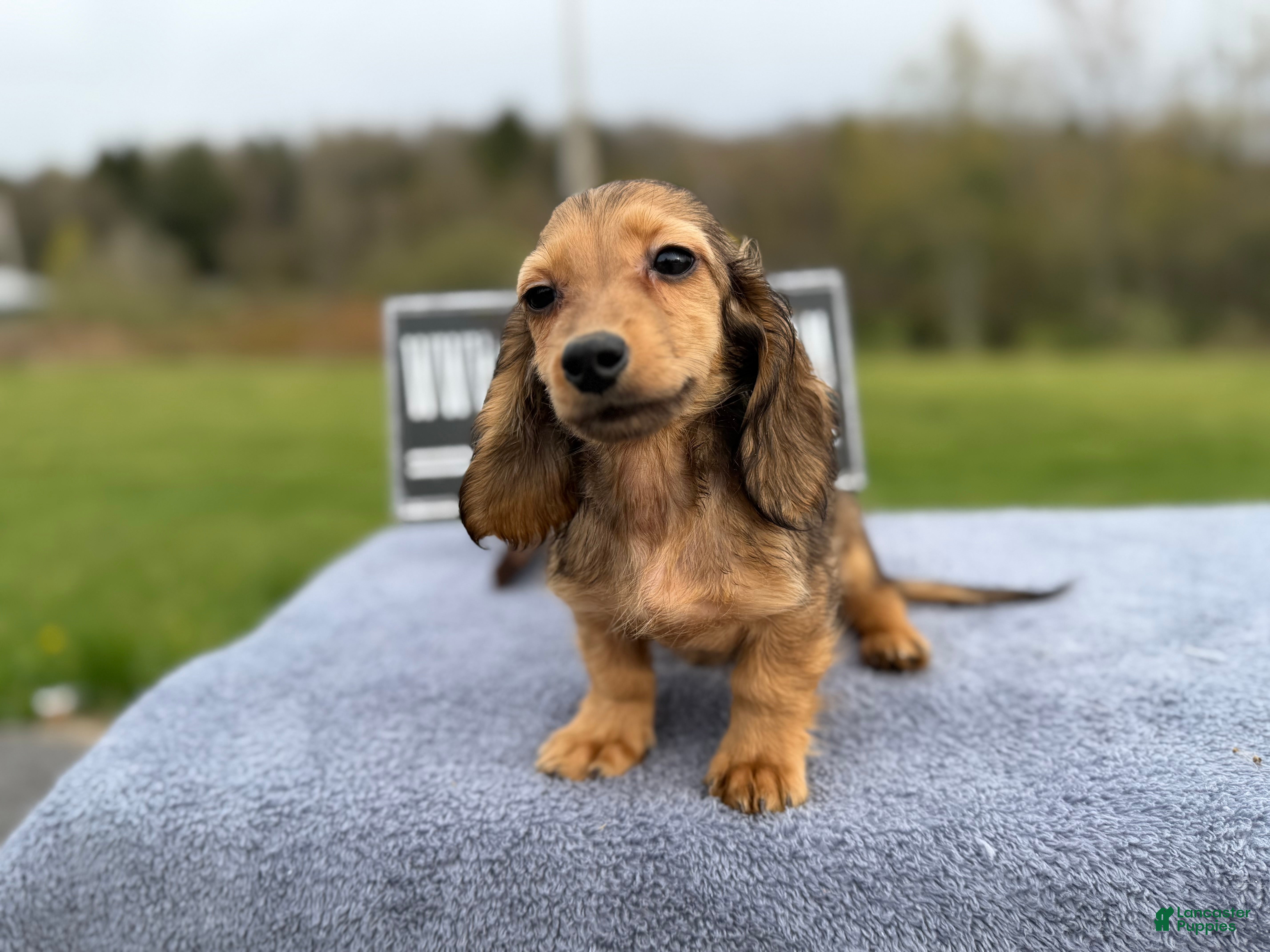 Miniature Dachshund dogs AKC Carrie’s ee import lines - Ad 33