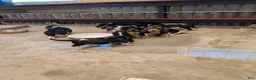 Basset Hound dogs for sale: Basset Hound 6 - Ad 2