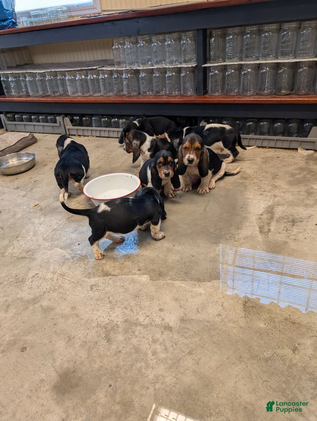 Basset Hound dogs for sale: Basset Hound 6 - Ad 2