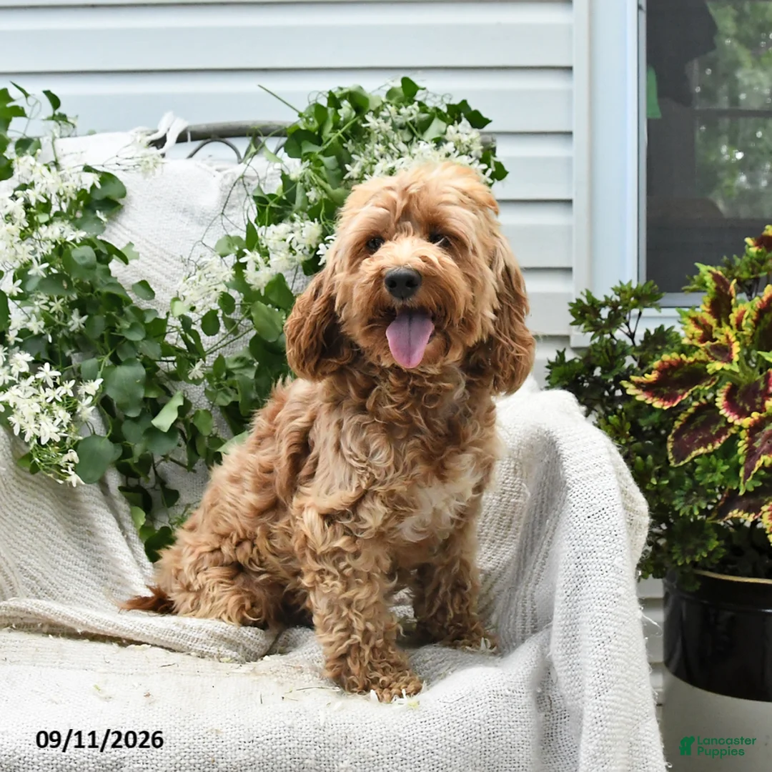 Cockapoo dogs for sale: Josy - Ad 3