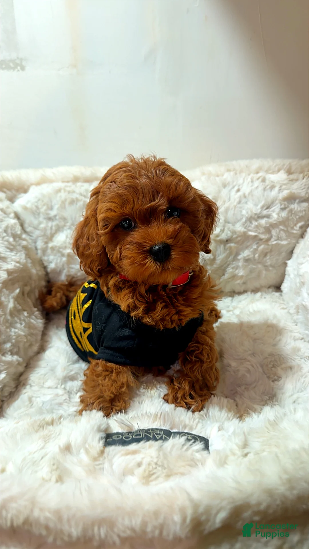 Toy Poodle dogs for sale: Sage  - Ad 3