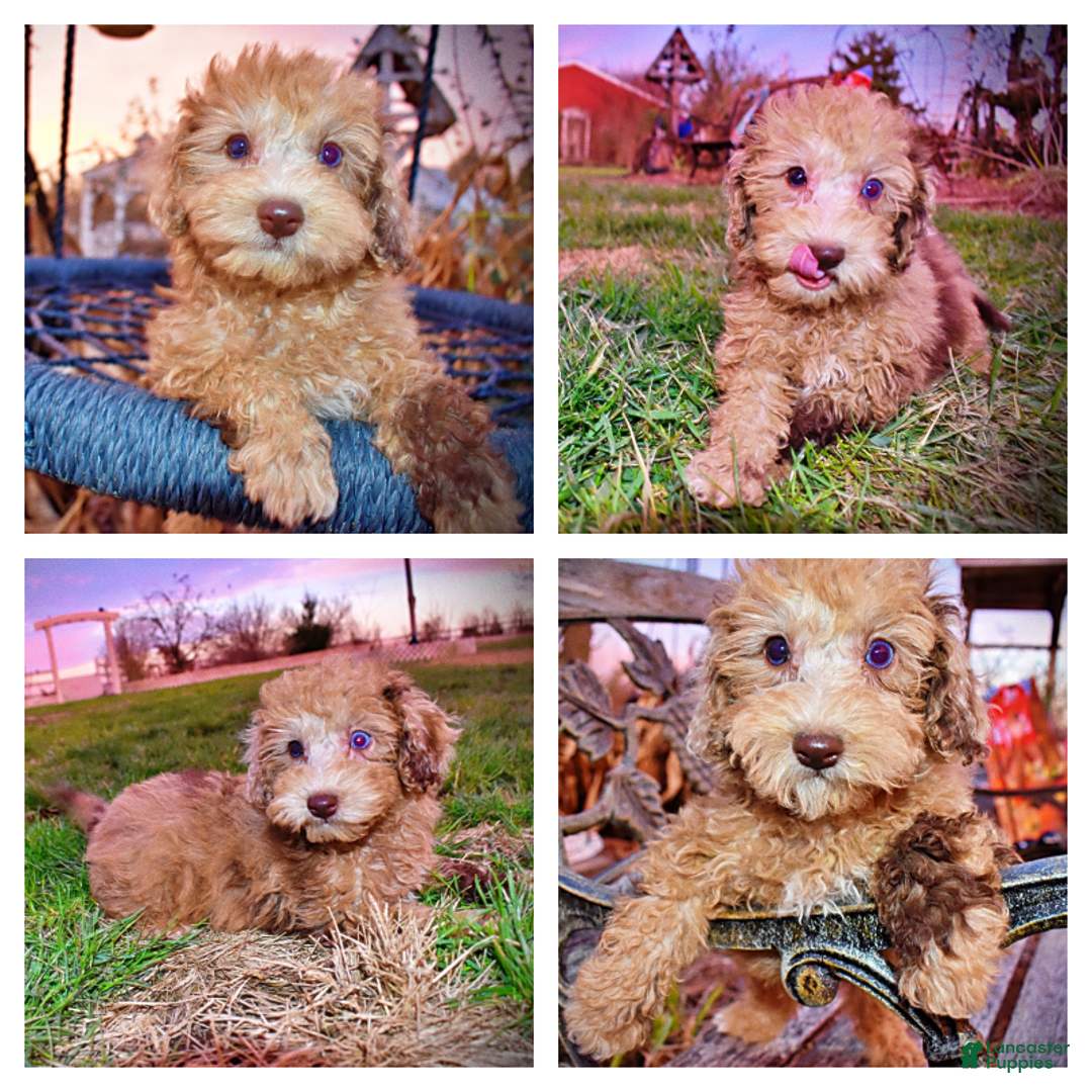 Havapoo dogs for sale: Yummy - Ad 6