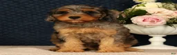 Cavapoo dogs for sale: Kurt - Ad 5