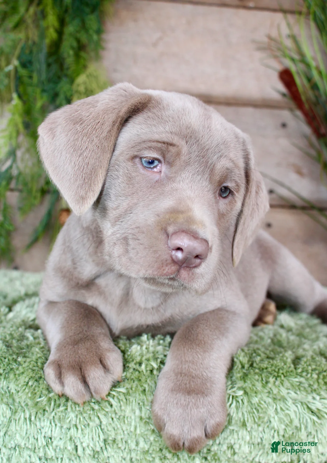 Labrador Retriever dogs for sale: Silver Seth - Ad 4