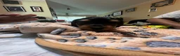 Dorkie dogs for sale: Dorkie 2 - Ad 4