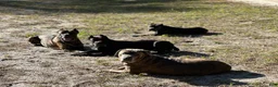 Cane Corso dogs for sale: Monte Carlo  - Ad 25