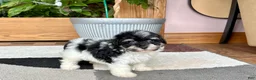 Havapoo dogs for sale: Havapoo girl 2 - Ad 6