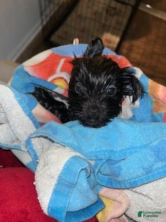 Tiny (Shorkie, Female) in Washington, DC