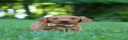 Goldendoodle dogs for sale: Theo - Ad 4