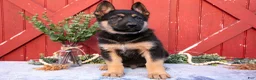 German Shepherd dogs for sale: Ace - Ad 2