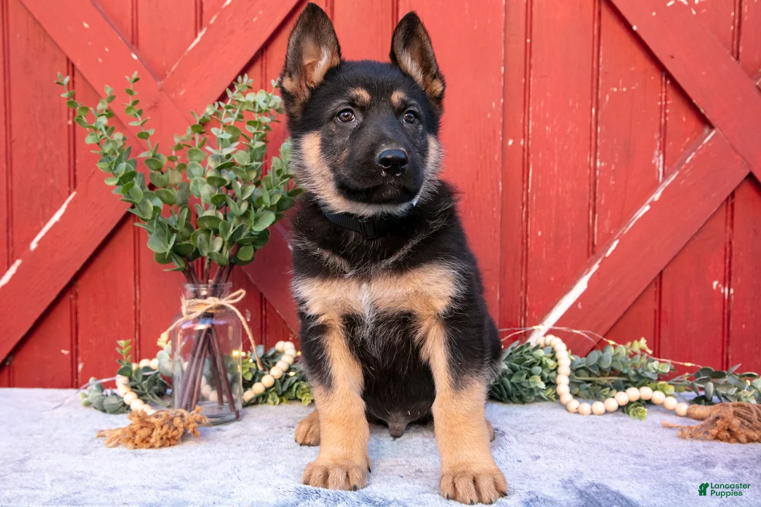 German Shepherd dogs for sale: Ace - Ad 2