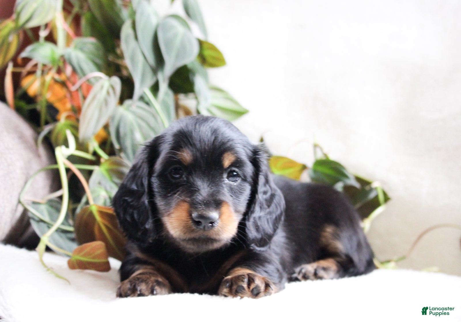 Miniature Dachshund dogs Docan - Ad 2