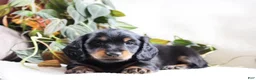 Miniature Dachshund dogs for sale: Docan - Ad 2