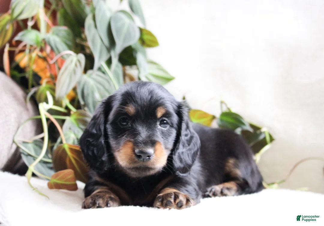 Miniature Dachshund dogs for sale: Docan - Ad 2