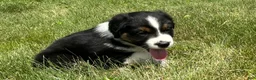 Miniature Australian Shepherd dogs for sale: Miniature Australian Shepherd Puppy 7 - Ad 2