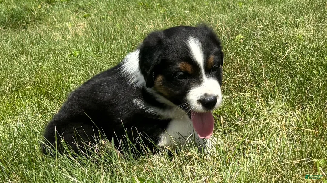 Miniature Australian Shepherd dogs for sale: Miniature Australian Shepherd Puppy 7 - Ad 2