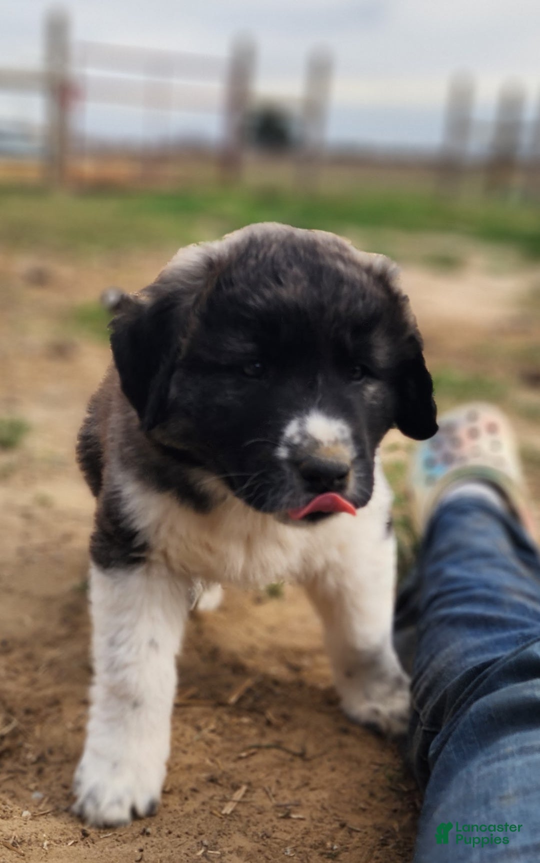 Anatolian Shepherd dogs for sale: Zena 2025 F1 ASD puppy - Ad 11