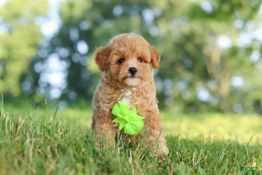 Maltipoo dogs for sale: Patrick - Ad 2