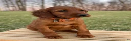 Irish Setter dogs for sale: Archie - Ad 21