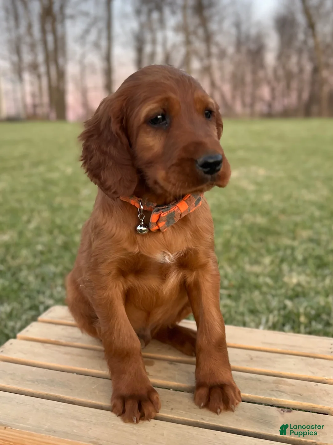 Irish Setter dogs for sale: Archie - Ad 21