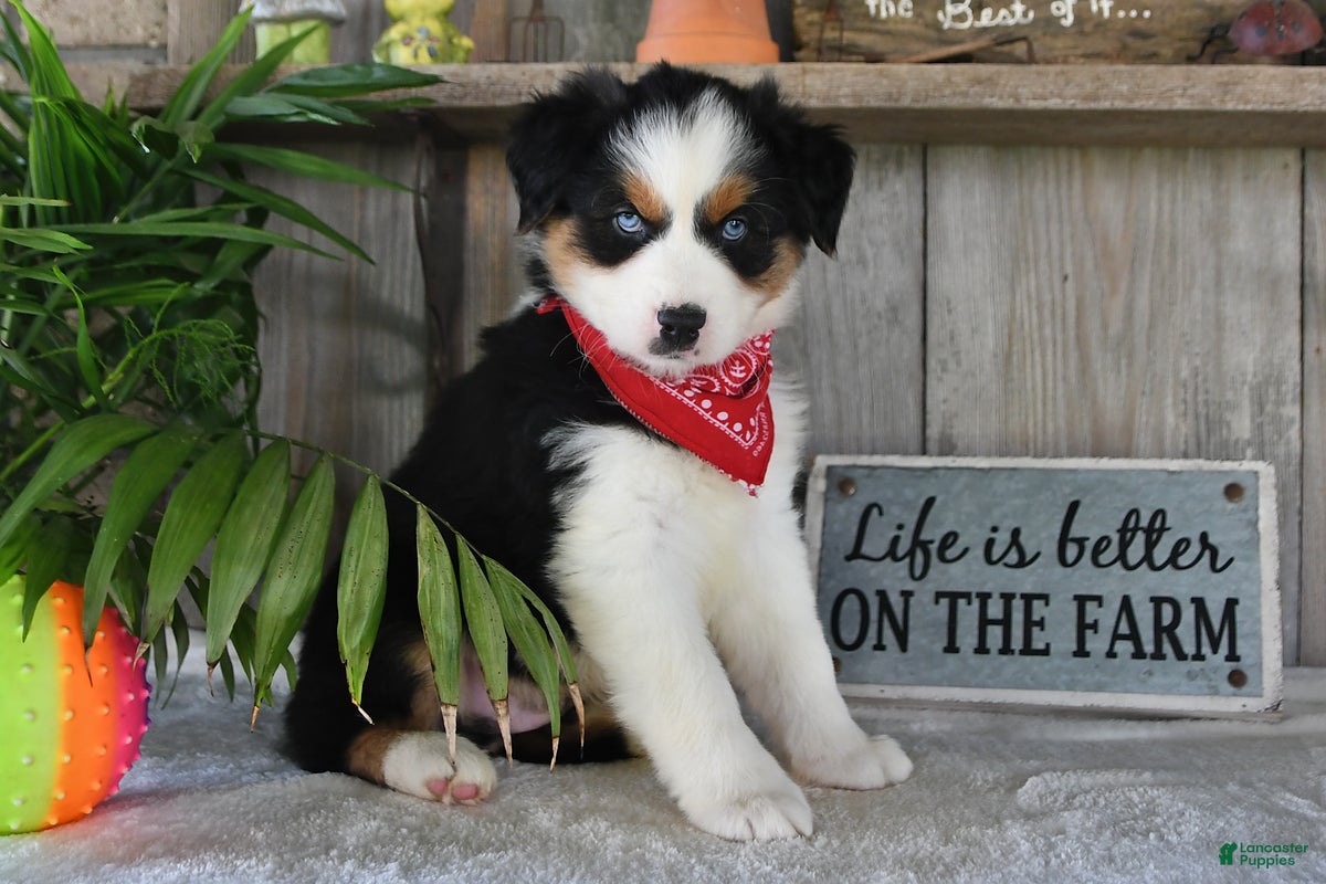 Australian Shepherd dogs Sparkey - Ad 1