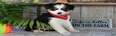 Sparkey