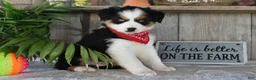 Australian Shepherd dogs for sale: Sparkey - Ad 1