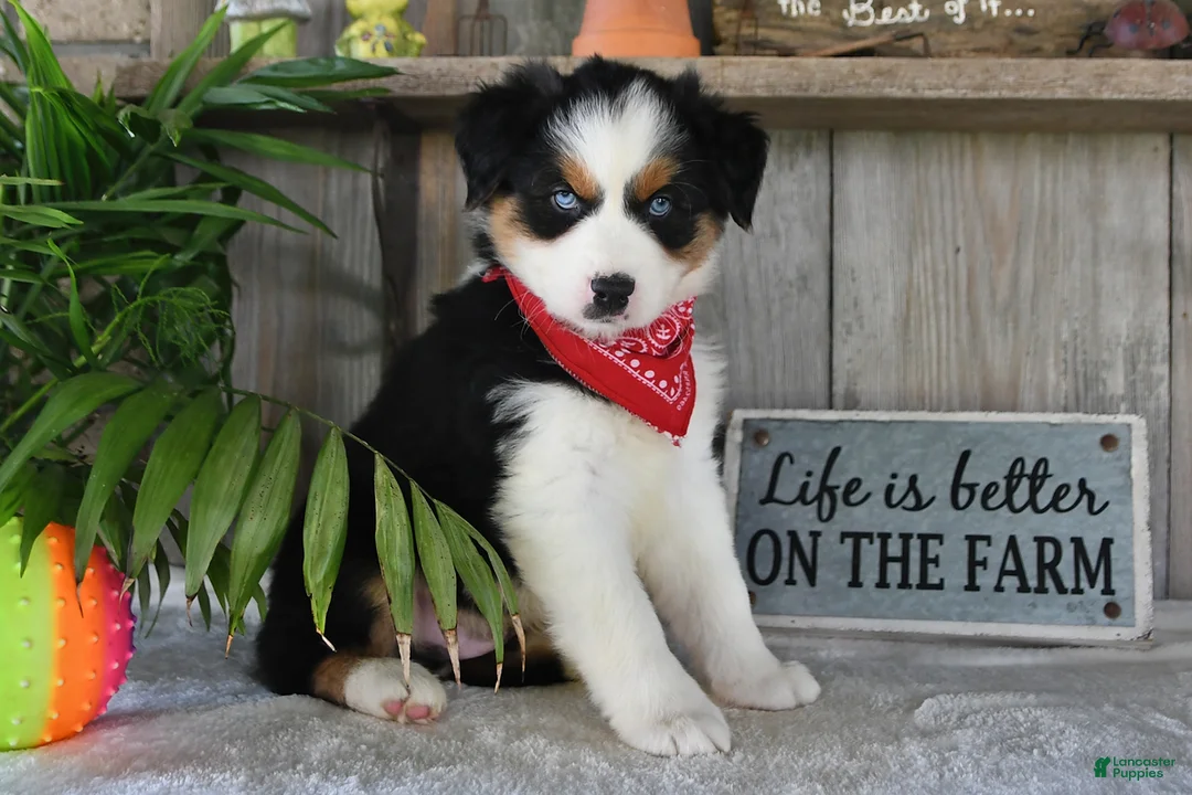 Australian Shepherd dogs for sale: Sparkey - Ad 1