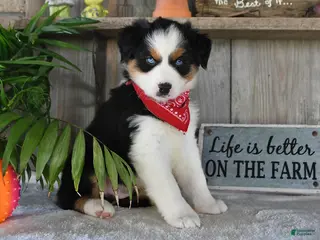 Australian Shepherd dogs for sale: Sparkey - Ad 1