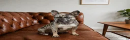 French Bulldog dogs for sale: Mellow - Ad 5