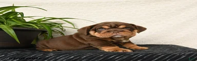 Rufus