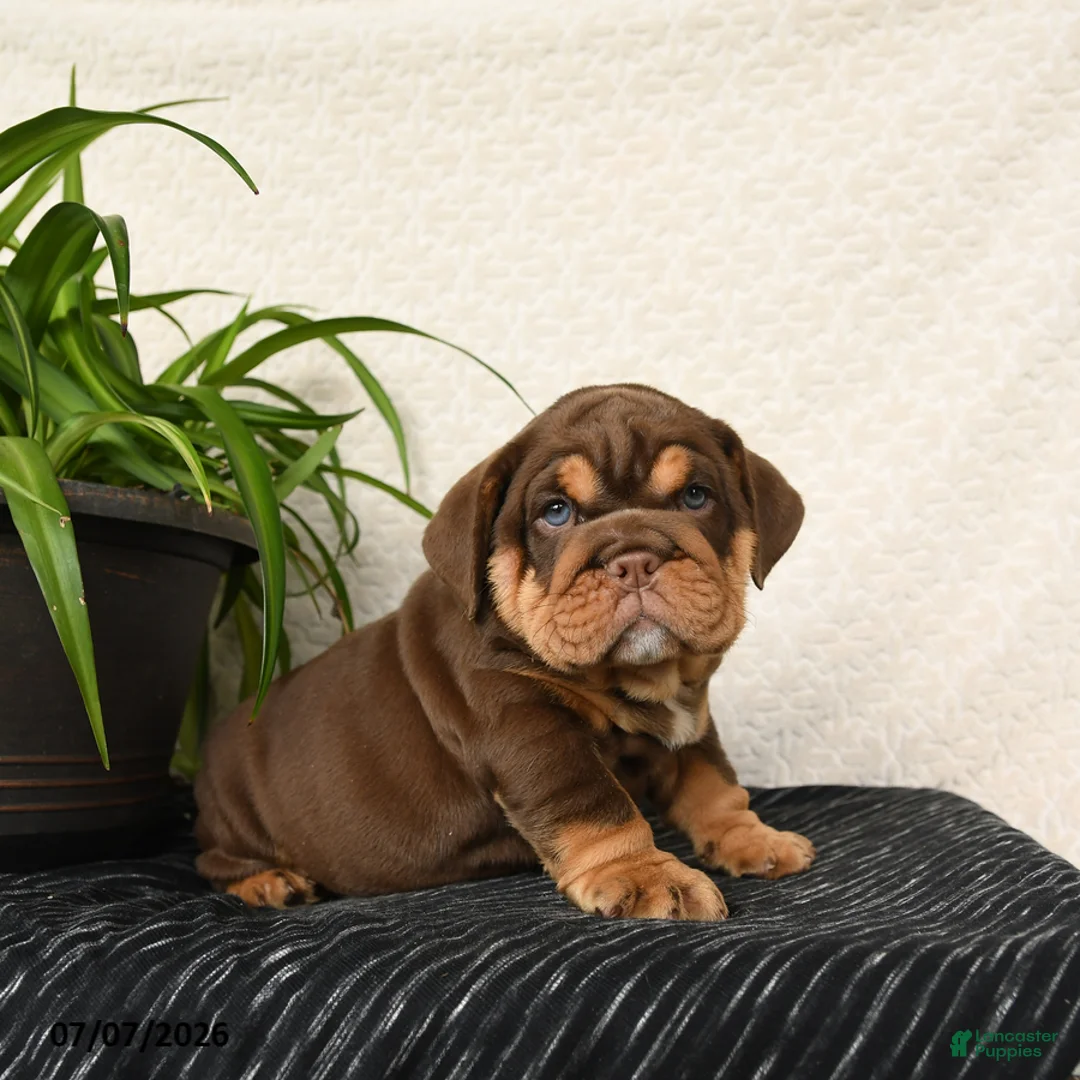 English Bulldog dogs for sale: Rufus - Ad 1
