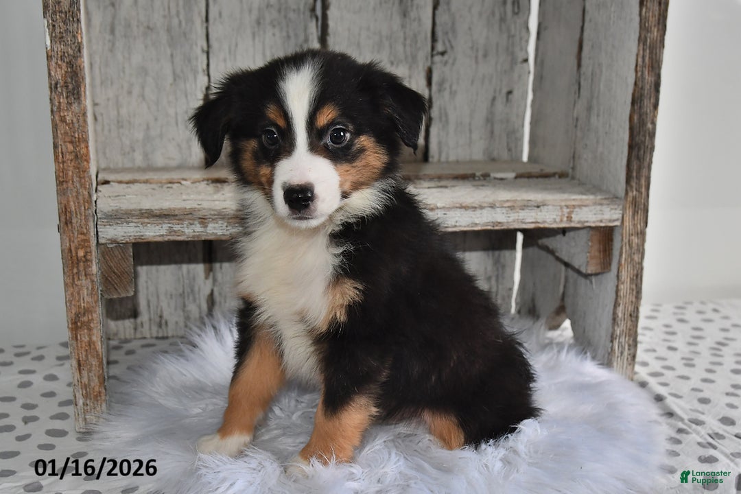 Australian Shepherd dogs for sale: Shadow - Ad 3