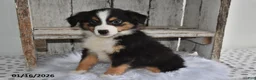 Australian Shepherd dogs for sale: Shadow - Ad 3