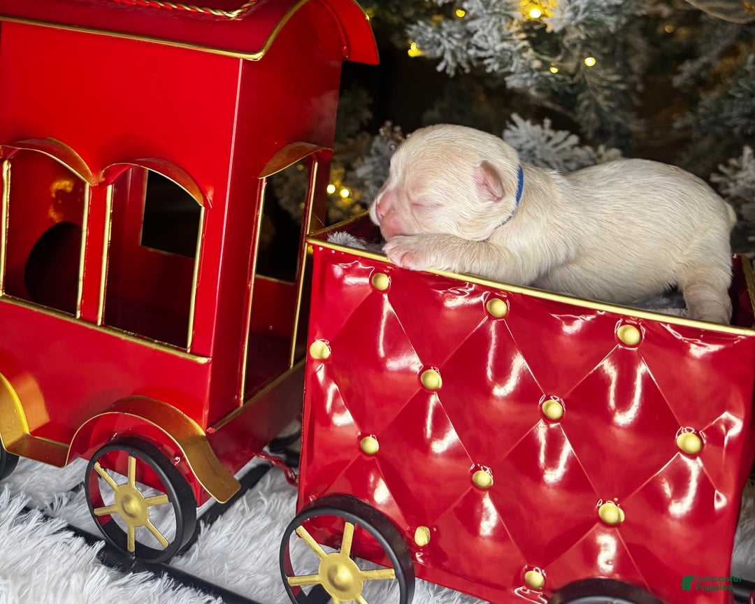 French Bulldog dogs for sale: AMOR - Ad 4