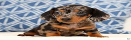 Miniature Dachshund dogs for sale: Iris - Ad 3
