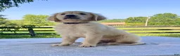 Golden Retriever dogs for sale: Ozzy - Ad 3