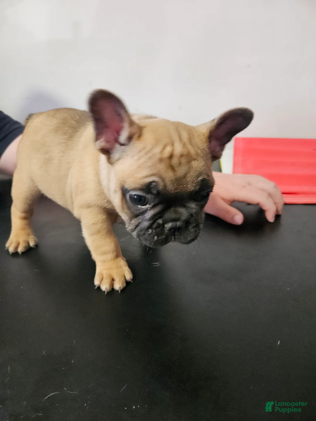 French Bulldog dogs for sale: French Bulldog Puppy 2 - Ad 2