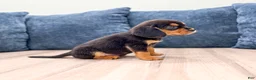 Beaglier dogs for sale: Wren - Ad 4