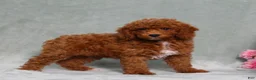 Miniature Poodle dogs for sale: Lincoln - Ad 4
