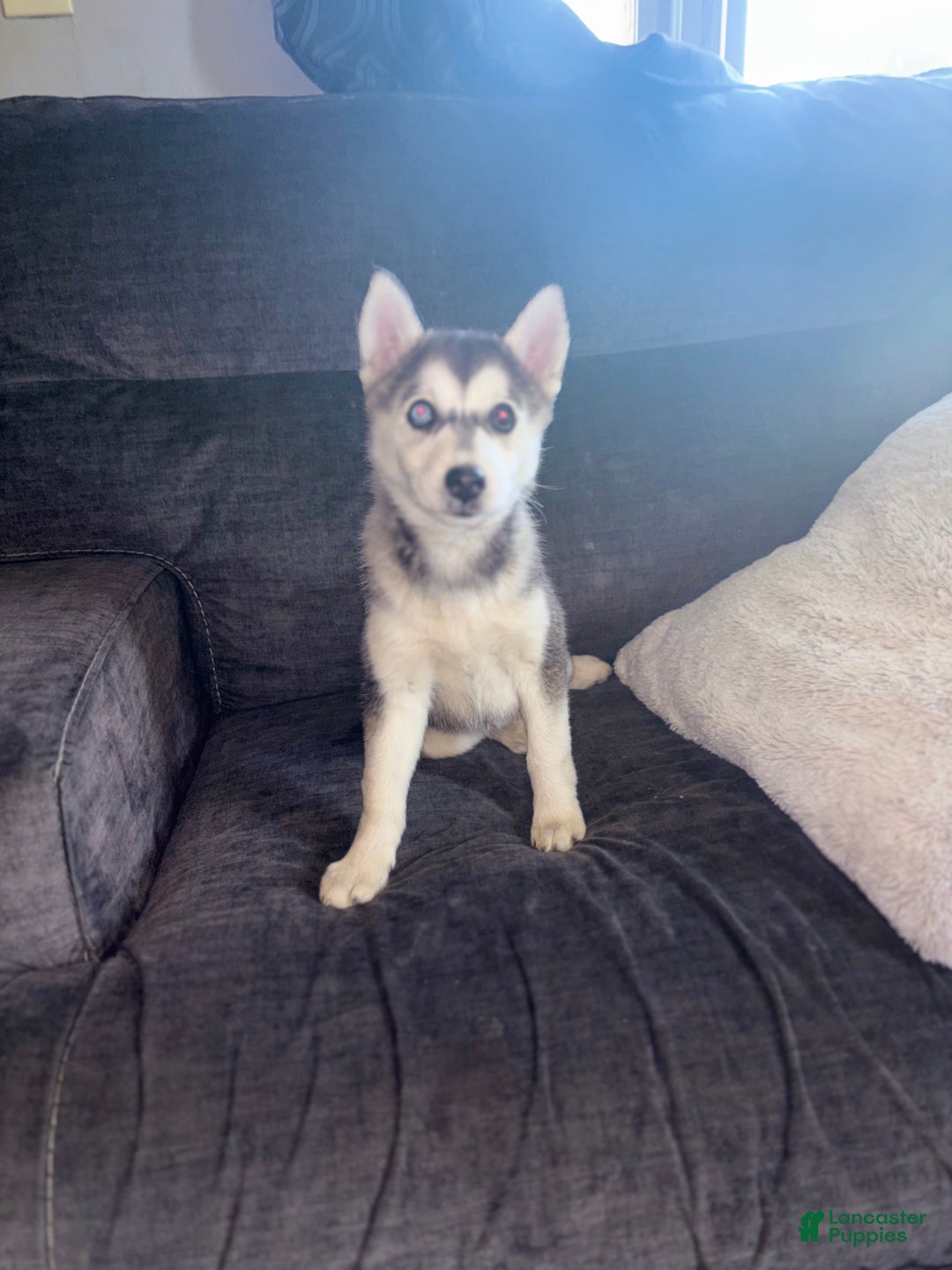 Pomsky dogs for sale: Sophie - Ad 10