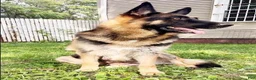 German Shepherd dogs for sale: Blossom - Ad 3