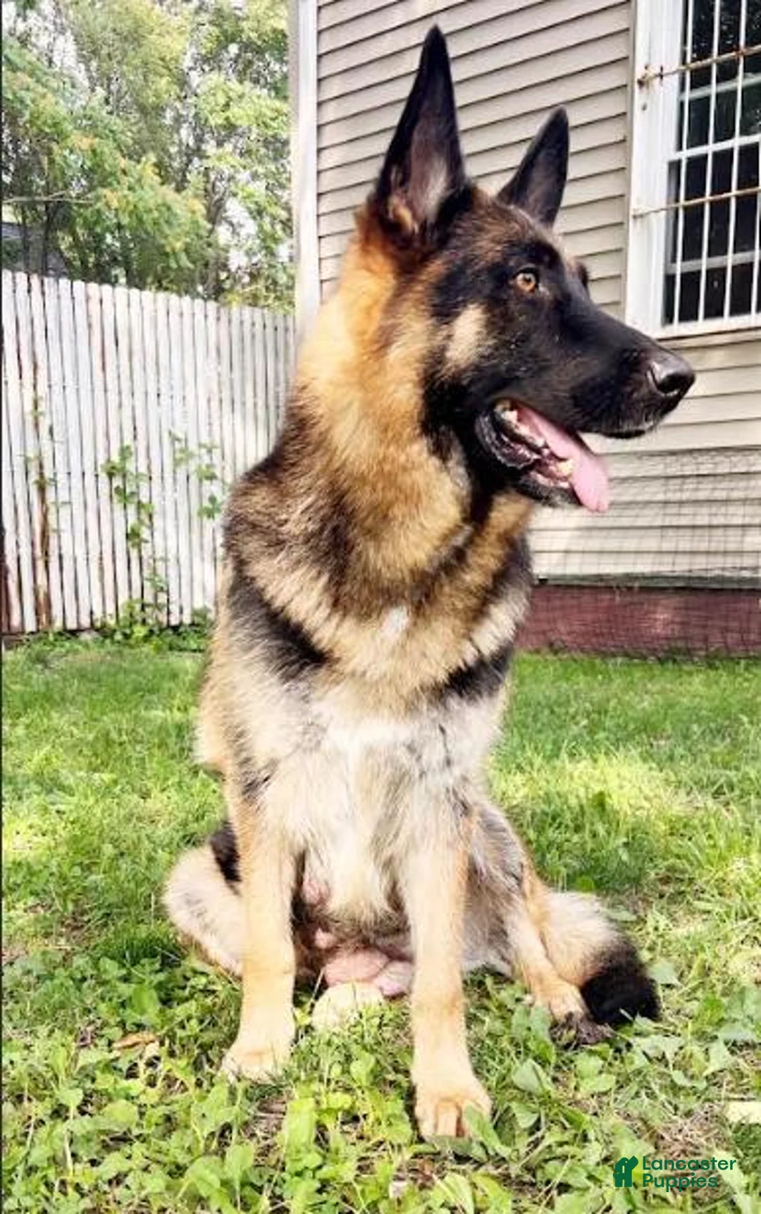 German Shepherd dogs for sale: Binx - Ad 2