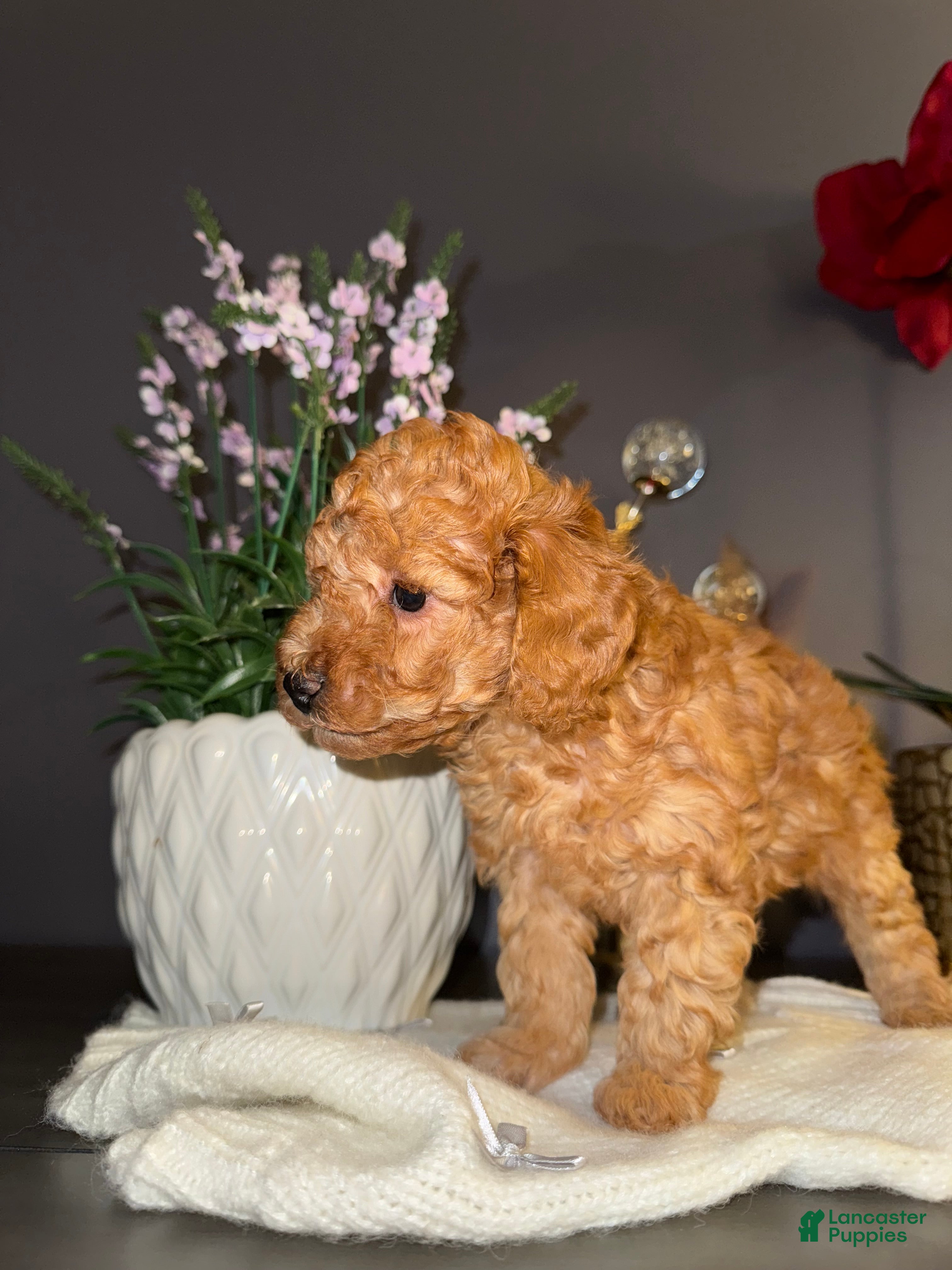 Miniature Poodle dogs Miniature Poodle Poppy - Ad 23