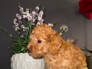Miniature Poodle dogs Miniature Poodle Poppy - Ad 12