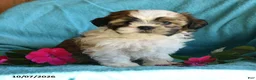 Shih Tzu dogs for sale: Ariel - Ad 5